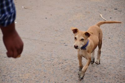 Dog running on street in city