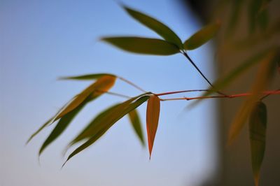 Close-up of plant