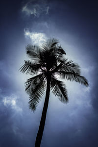 Low angle view of palm tree against sky