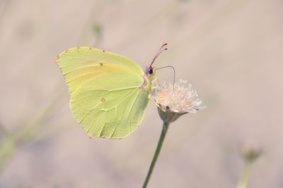 Close-up of butterfly pollinating on flower