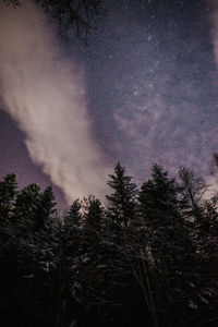 Low angle view of trees against sky at night