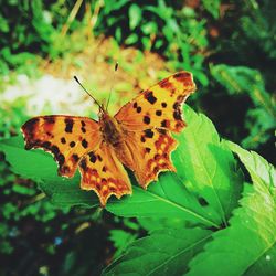 Close-up of butterfly on leaf