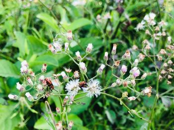 Close-up of insect on flowering plant