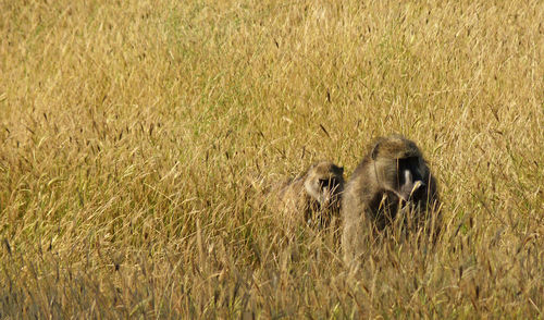 Baboons on field