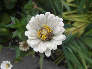 Close-up of white flowering plant