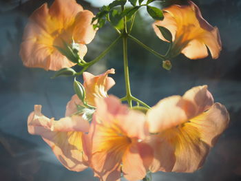 Close-up of yellow flowering plant