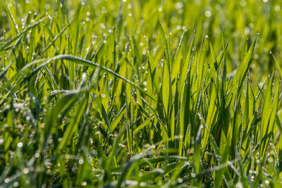 Close-up of raindrops on grass