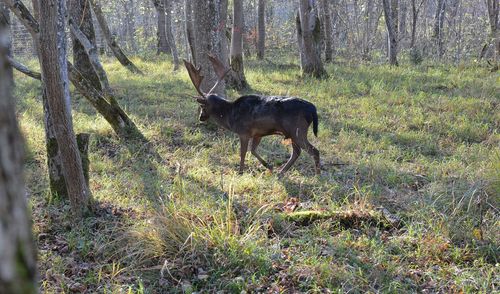 Horse on field in forest