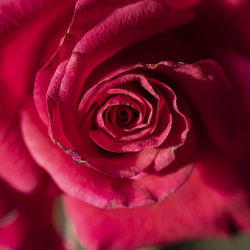 Close-up of pink rose