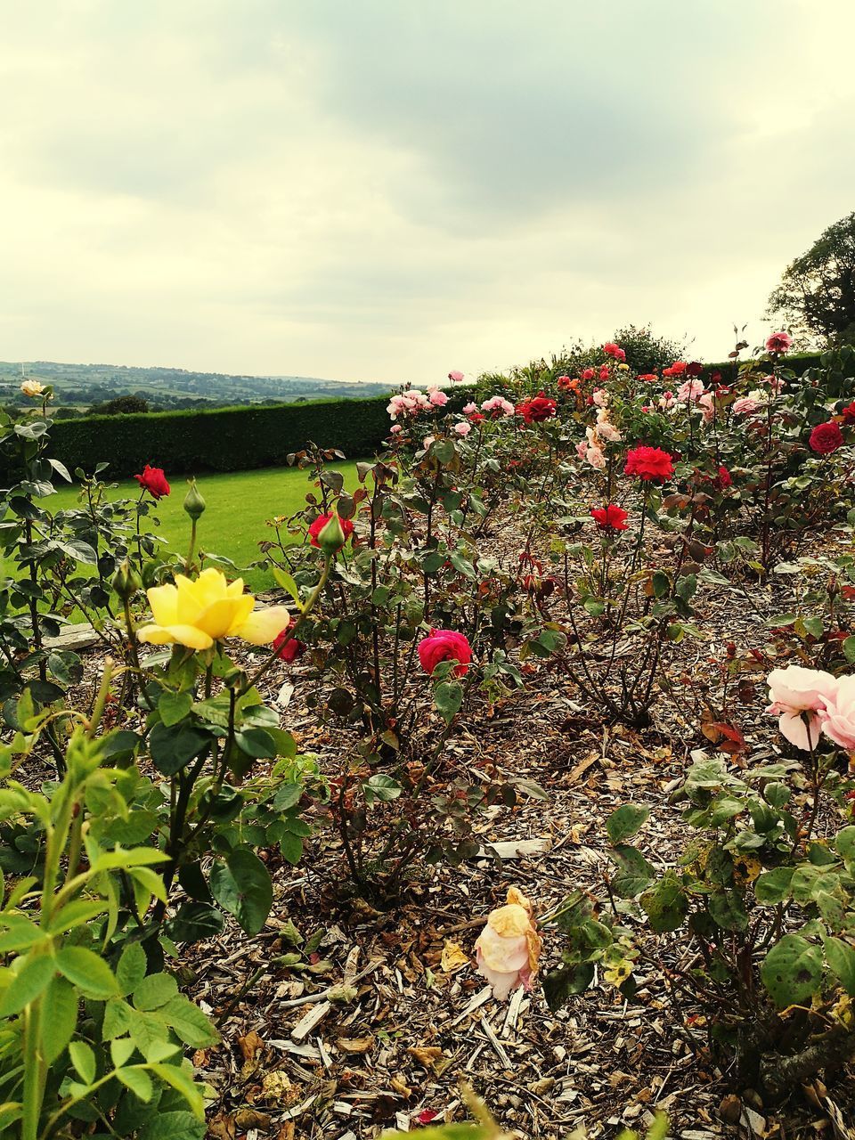 CLOSE-UP OF RED FLOWERING PLANTS ON FIELD