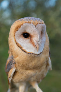 Close-up portrait of owl