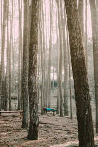 Trees in forest