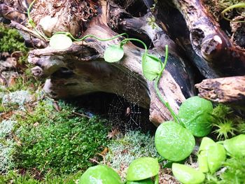 View of lizard in forest
