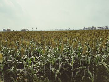 View of stalks in field against sky