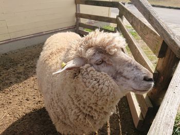High angle view of sheep in pen