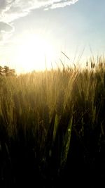 Close-up of stalks in field against sky at sunset