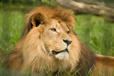 Lion looking away while resting on land