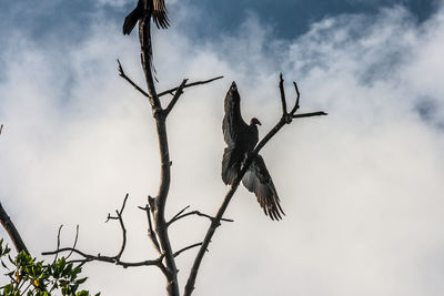 Low angle view of eagle flying against sky