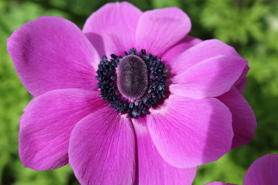 Close-up of pink flower