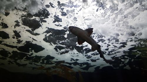 Man jumping in sea