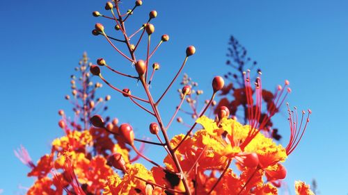 Low angle view of flowering plant against clear blue sky