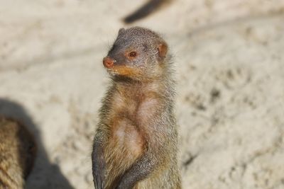 Mongoose looking away on field