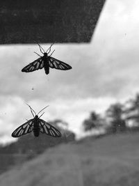 Close-up of butterfly flying