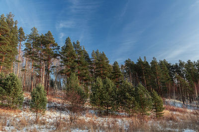 Scenic view of forest against sky