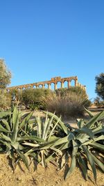 Low angle view of plants against clear blue sky