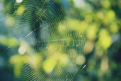 Close-up of spider web