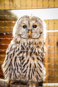 Close-up portrait of owl in cage at zoo