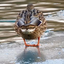 Bird perching on water