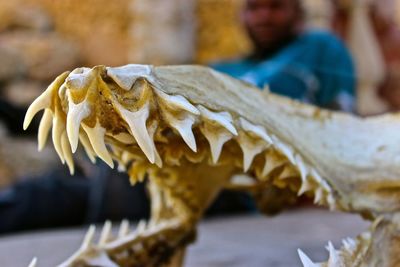 Close-up of dinosaur skull