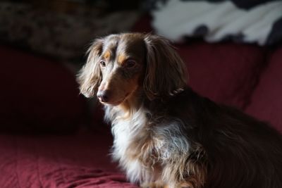 Close-up of dog sitting at home