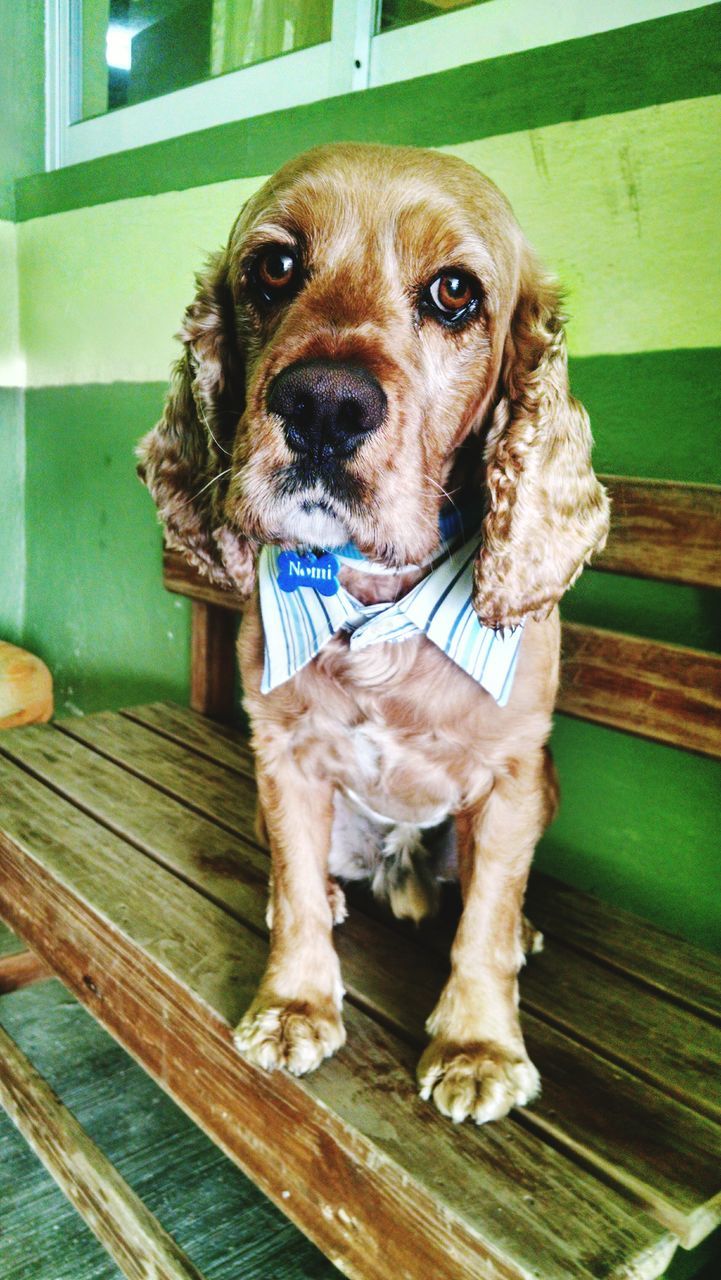 dog, pets, domestic animals, one animal, animal themes, mammal, looking at camera, portrait, indoors, pet collar, sitting, brown, animal head, close-up, no people, canine, day, front view, full length