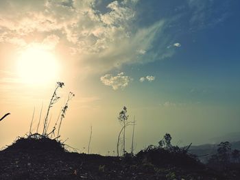 Low angle view of silhouette plants against sky during sunset