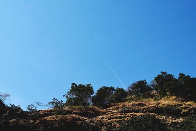 Low angle view of trees against clear blue sky