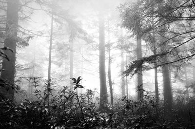 Pine trees in forest