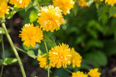 Close-up of yellow flower