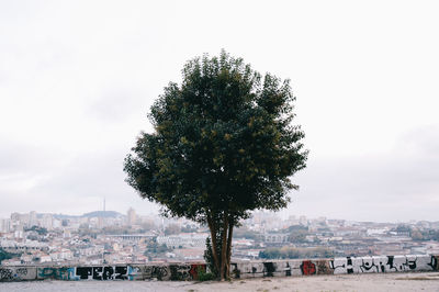 Trees in city against sky