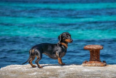 Dog looking at sea shore