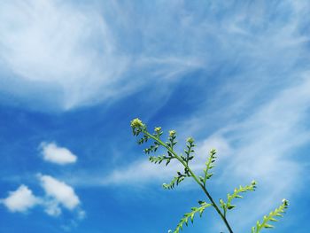 Low angle view of plant against blue sky