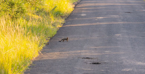 Zebra mongoose or mongooses in hluhluwe national park nature reserve south africa