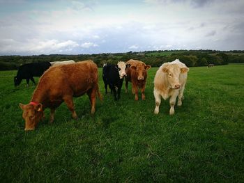 Cows on field against sky