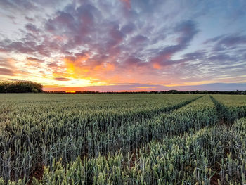 Scenic view of agricultural field against sky during sunset