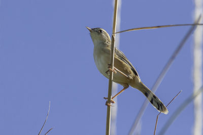 Small bird perched on a stem.