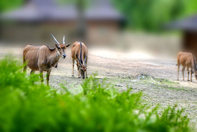 Antelope impala costs having turned head against