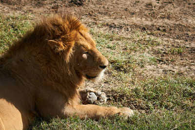 Lion resting on field