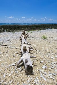 View of lizard on land