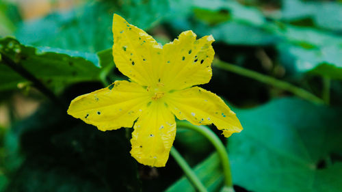 Close-up of yellow flowering plant